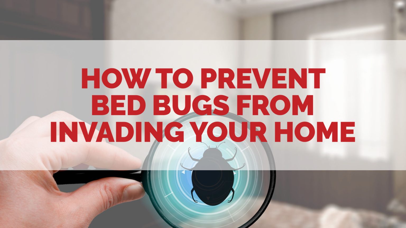How to Prevent Bed Bugs from Invading Your Home Aardwolf Pestkare