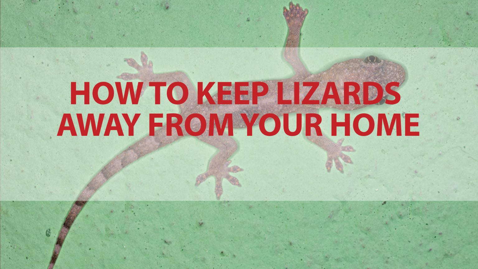 How to Keep Lizards Away from Your Home