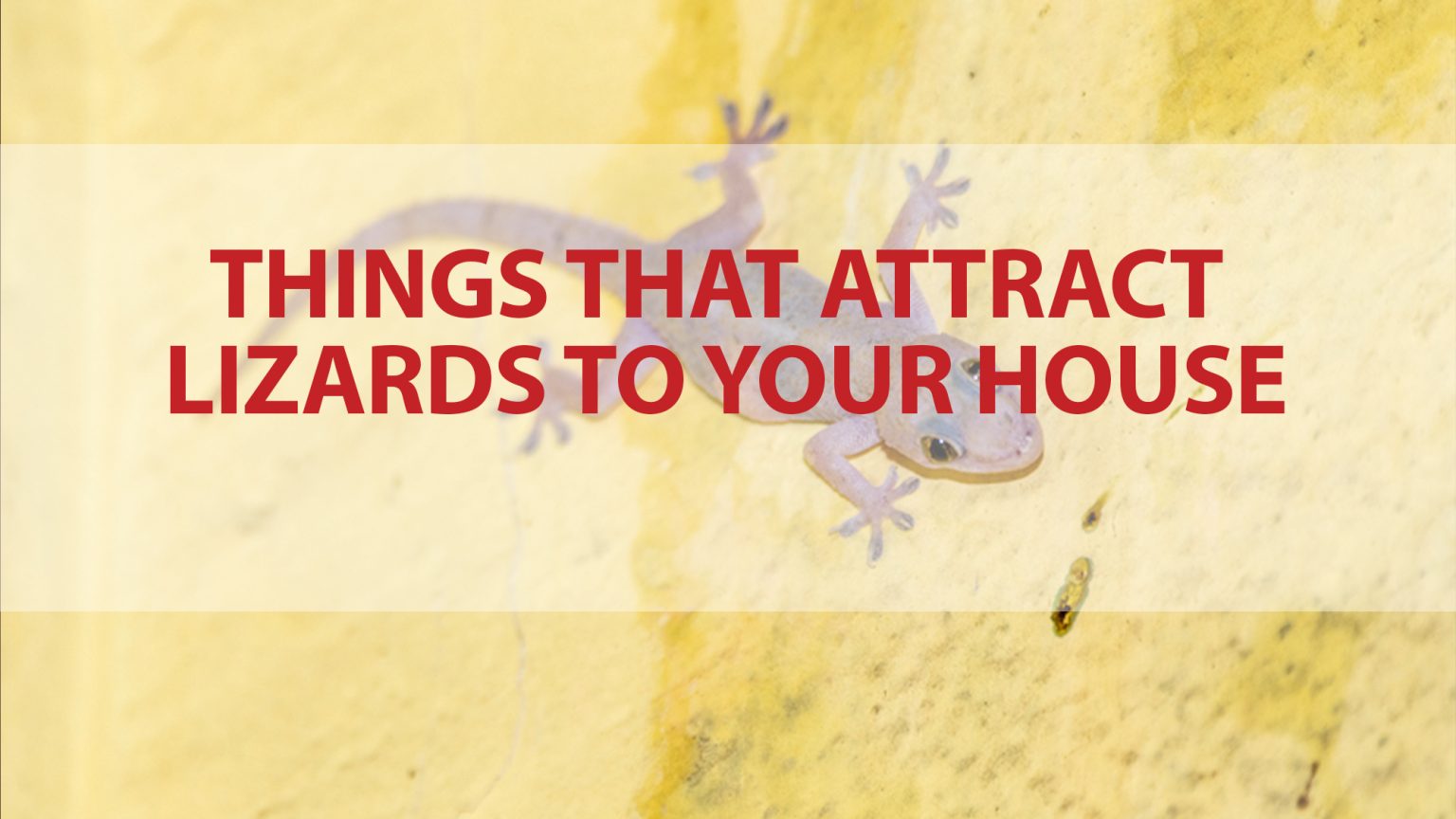 What Attract Lizards to Your House? Advantages of a lizardfree home