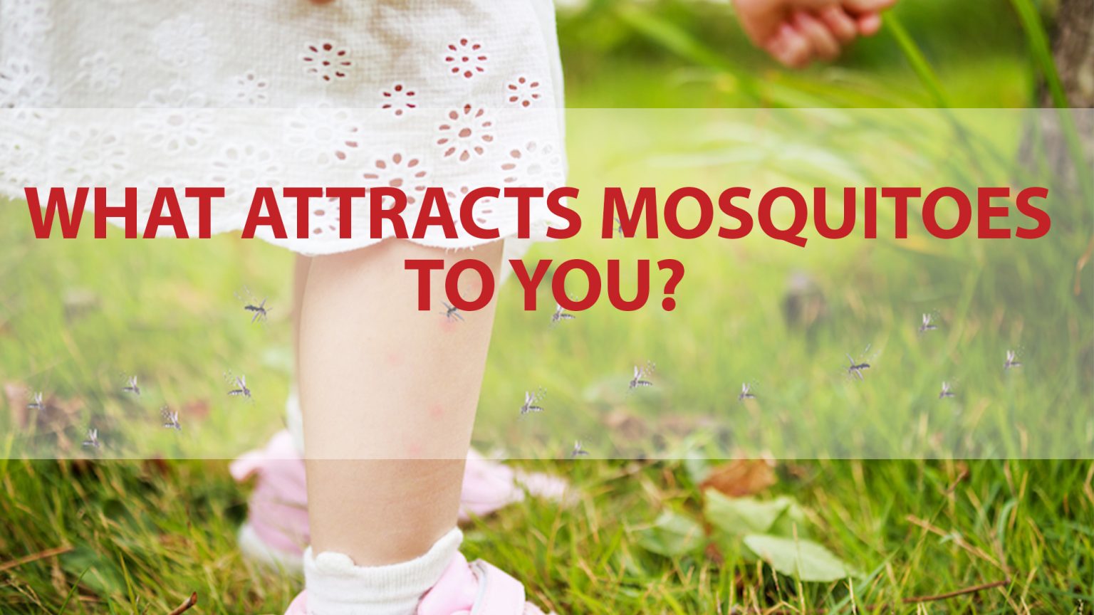 What Attracts Mosquitoes to You?