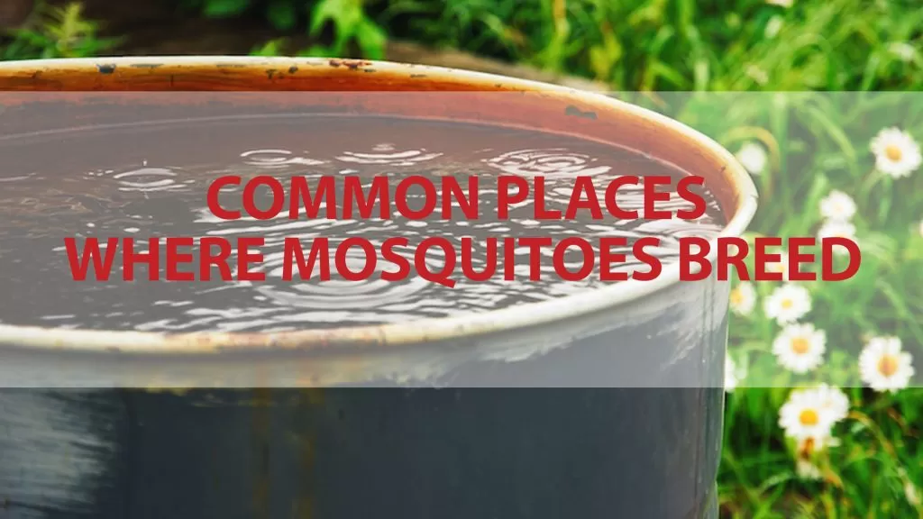 Mosquitoes Breed