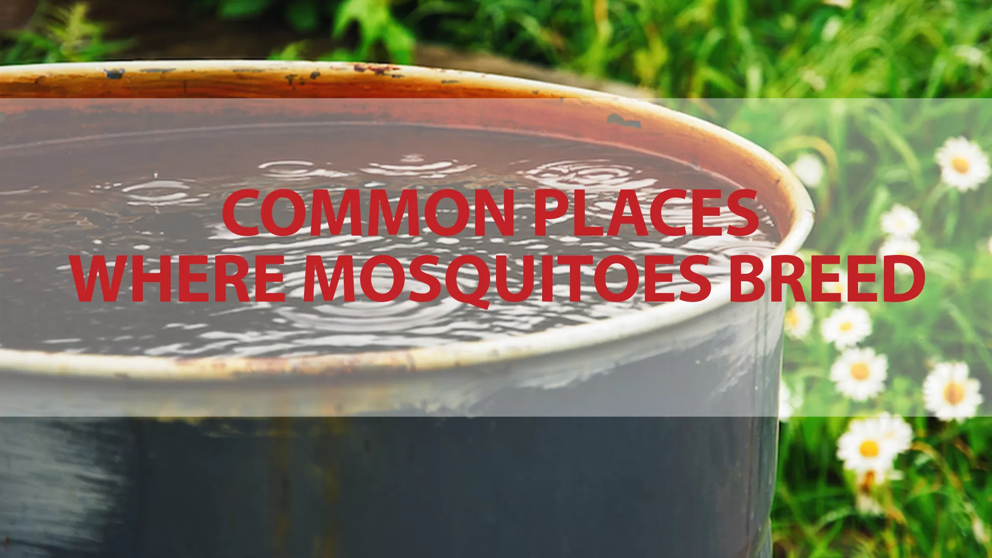 Mosquitoes Breed