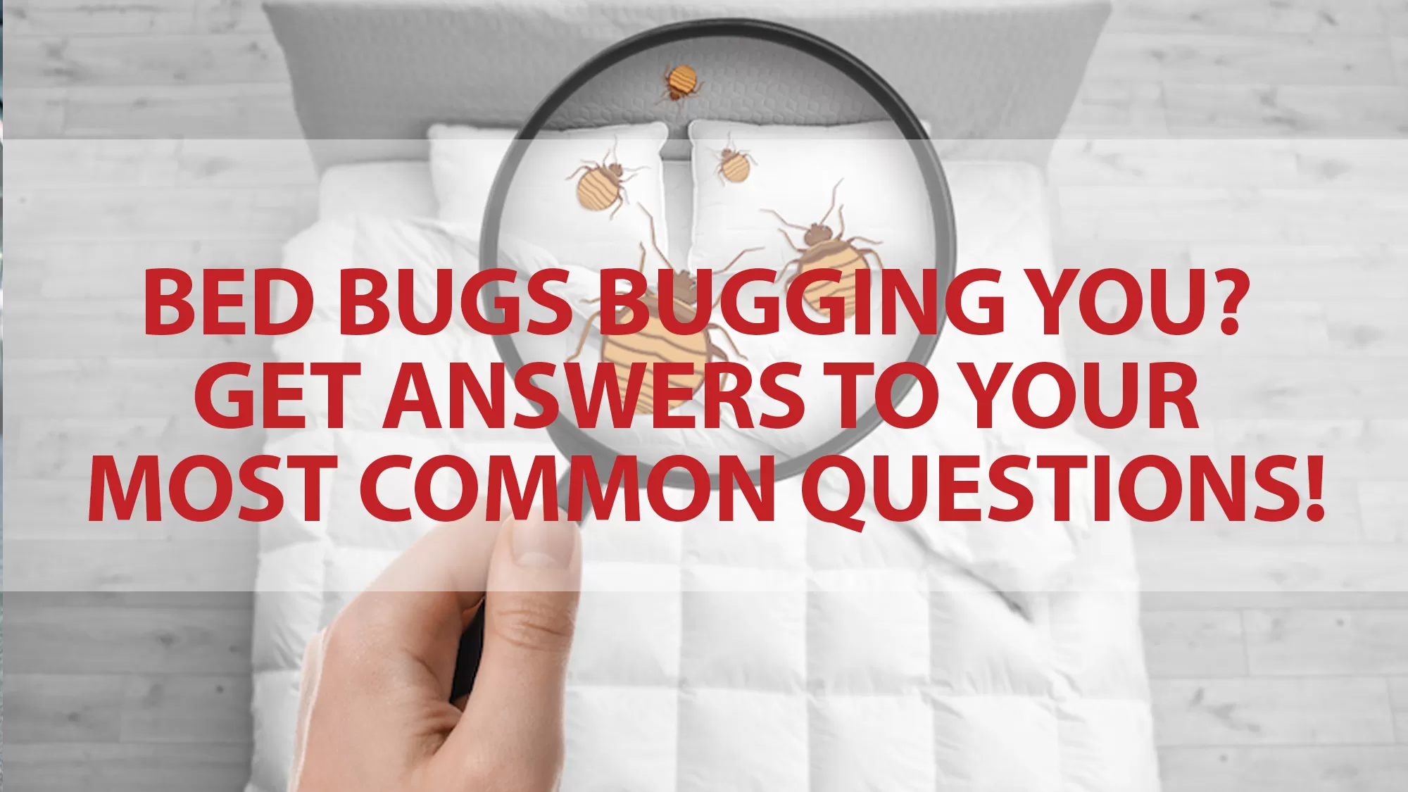 bugs