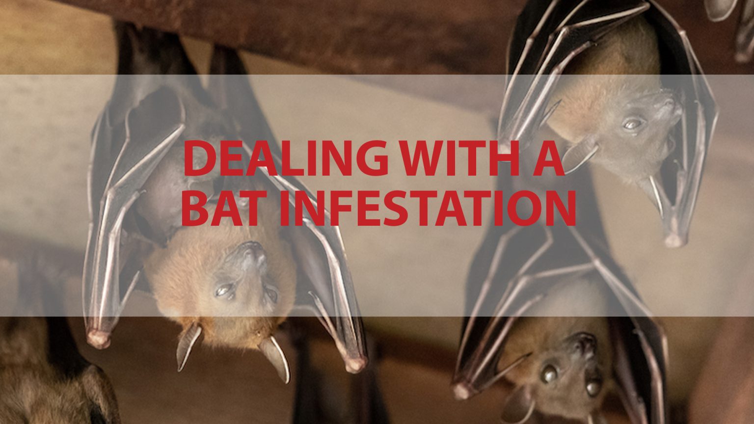Dealing With A Bat Infestation Risks of a Bat Infestation