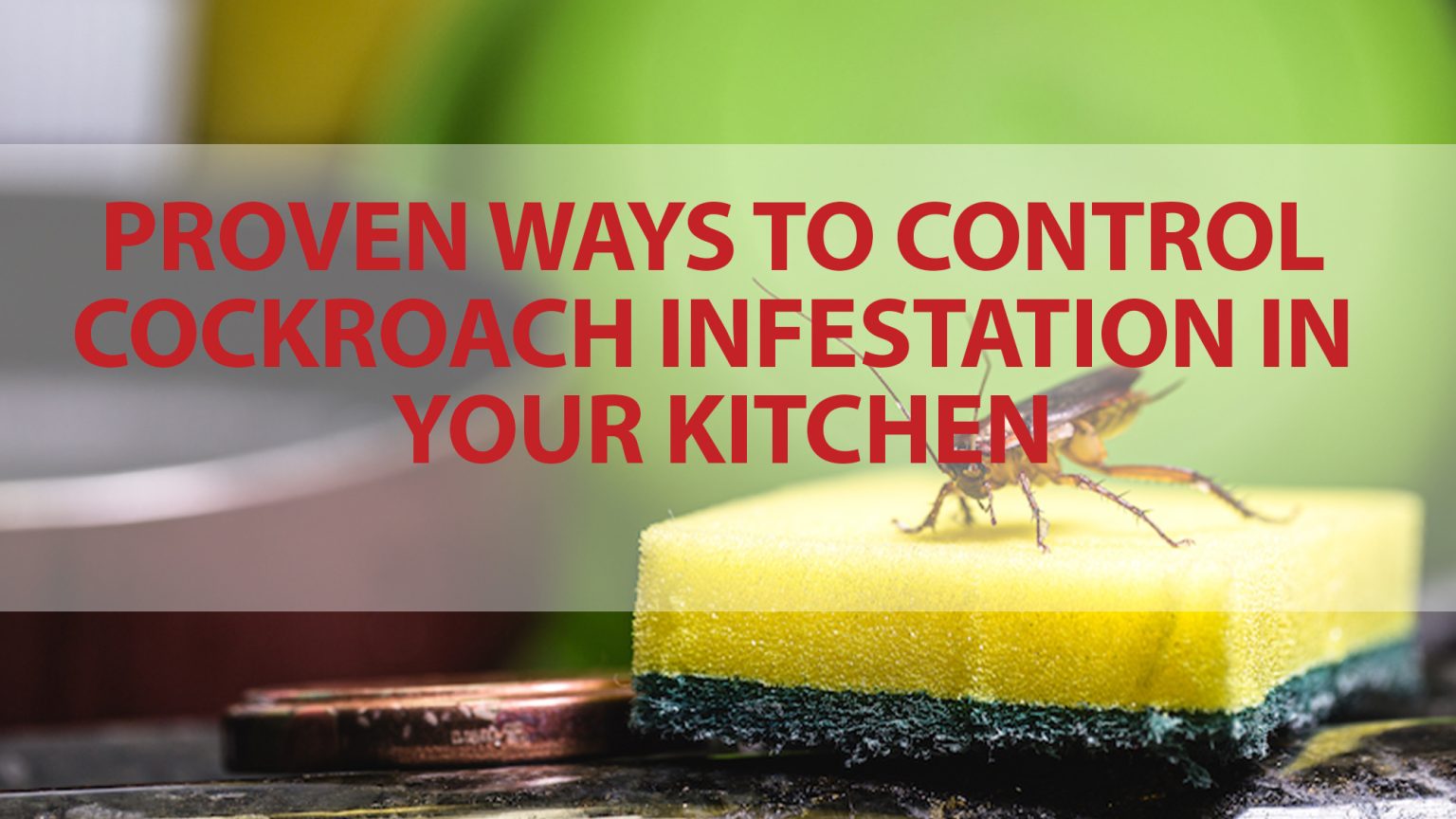 Proven Ways To Control Cockroach Infestation In Your Kitchen