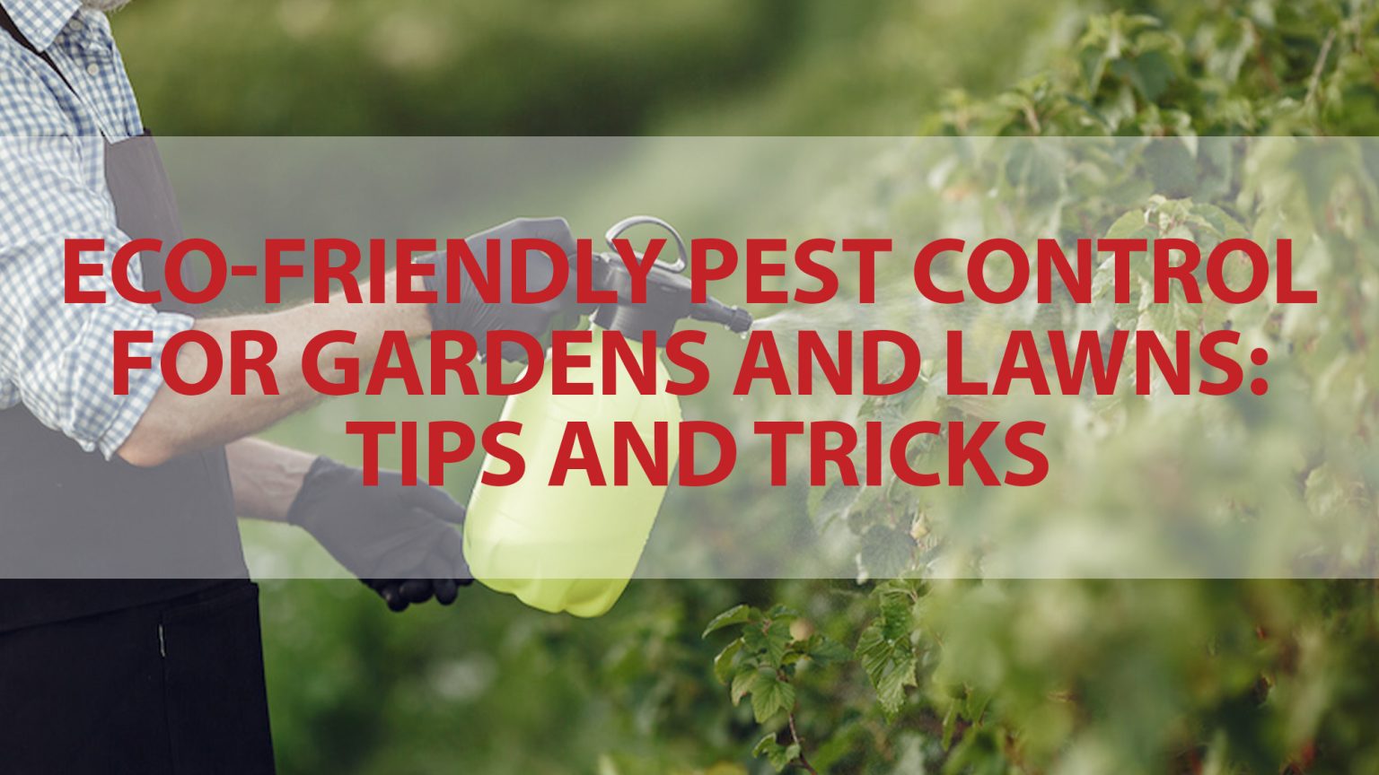 Eco-Friendly Pest Management for Gardens and Lawns
