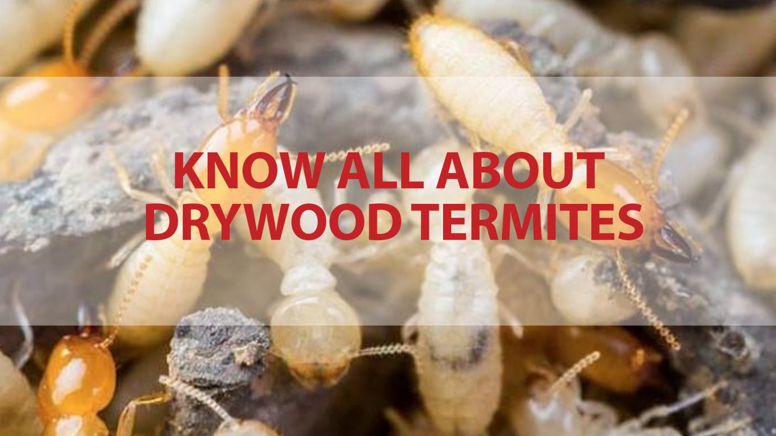 Know All About Drywood Termites