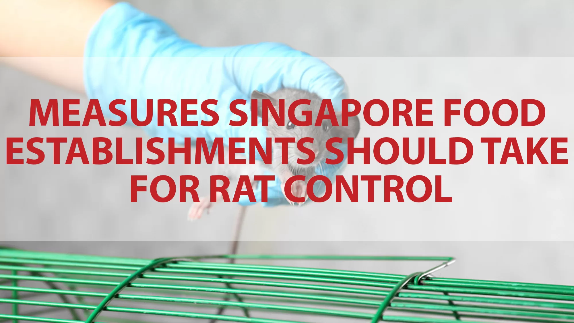 Rat Control