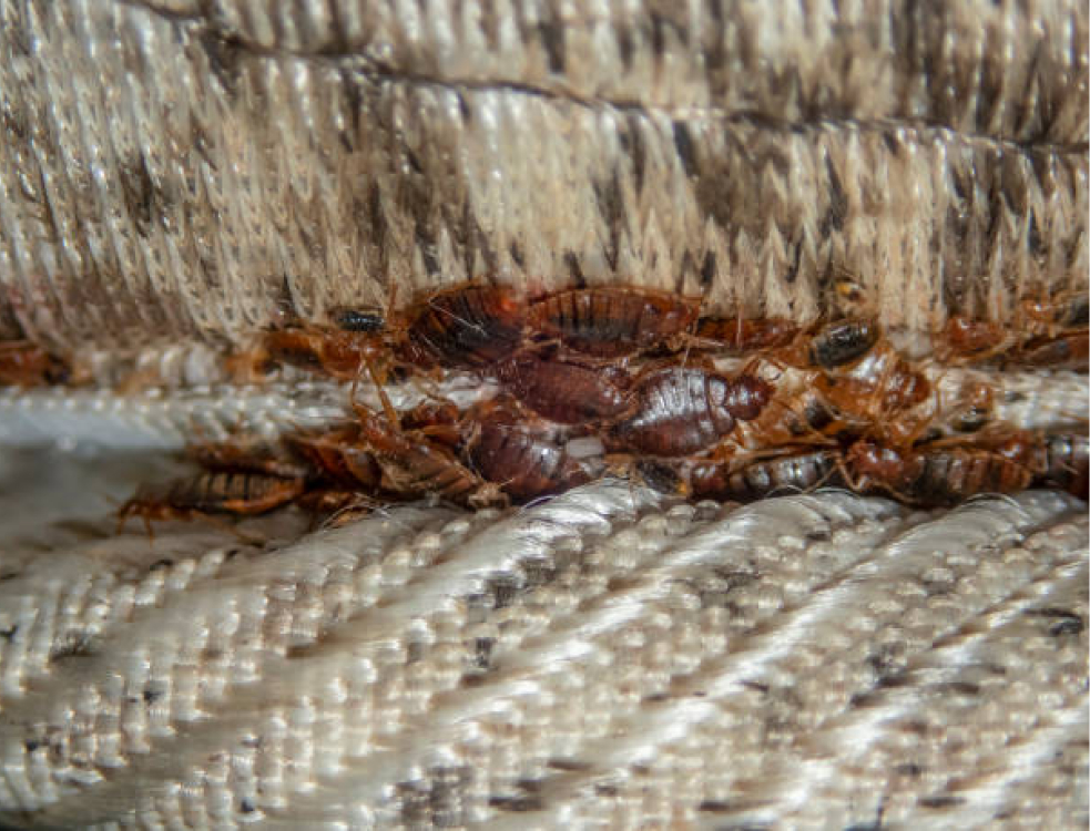 Bed Bugs -image-4