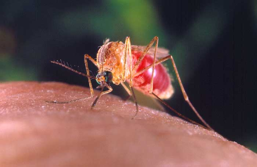 Mosquitoes