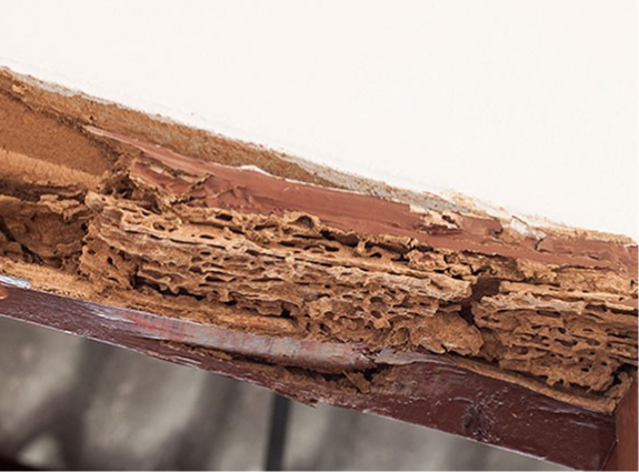 Termites