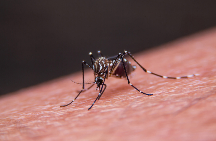 Mosquito Pest Control 