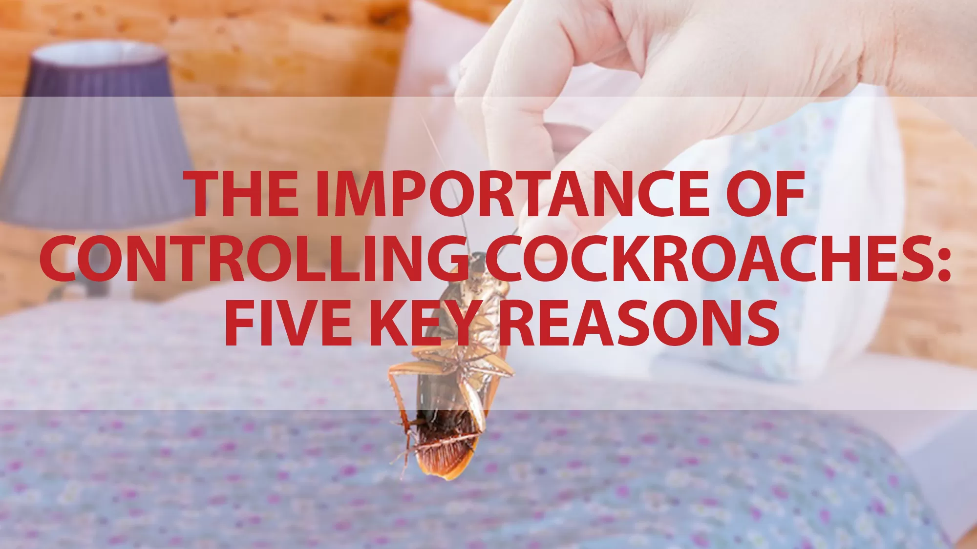 Controlling Cockroaches