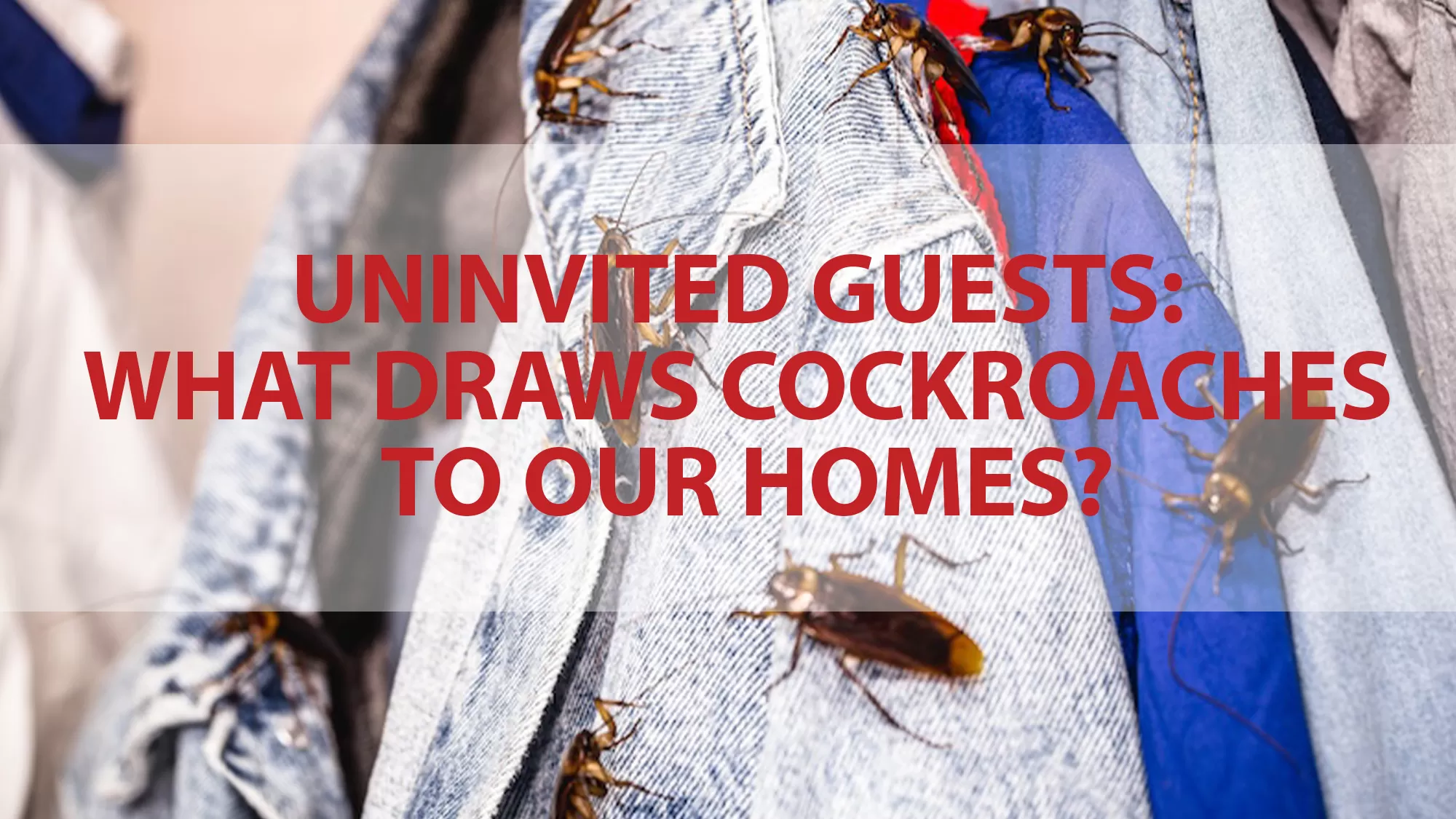 Cockroaches