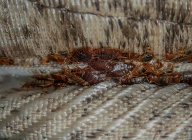 Bed Bugs Control Singapore
