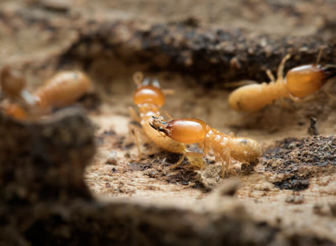 Termite Control Singapore