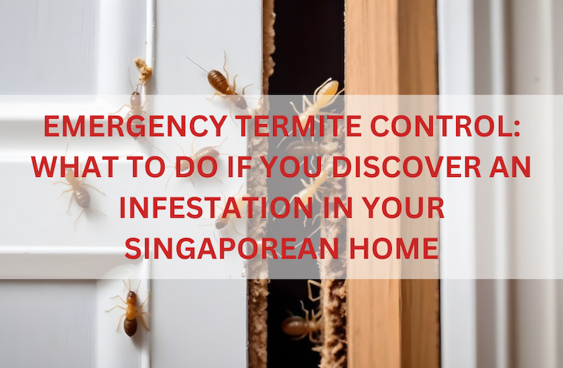 Emergency Termite Control