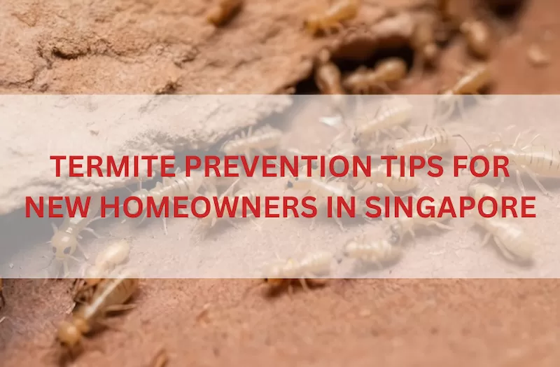 Termite Prevention