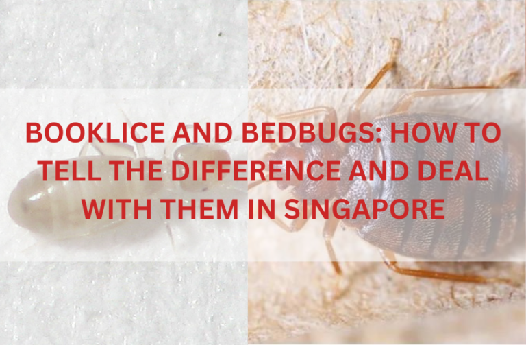 Booklice and Bed bugs: Difference and Deal with Them