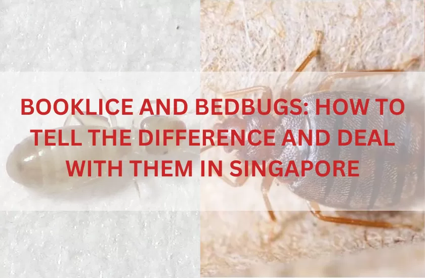 Booklice and Bed bugs